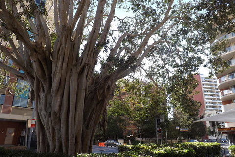 Fiori Apartments - Australian Directory 29