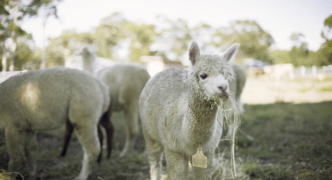 The Woods Farm Jervis Bay - Australian Directory 12