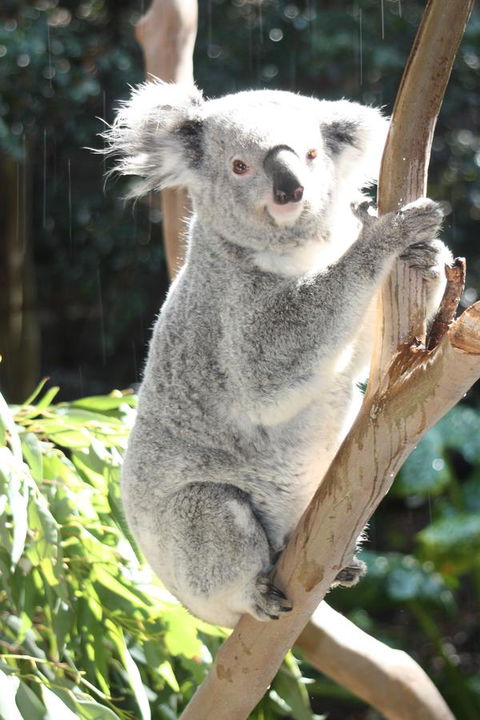 Ambience - Australian Directory 27