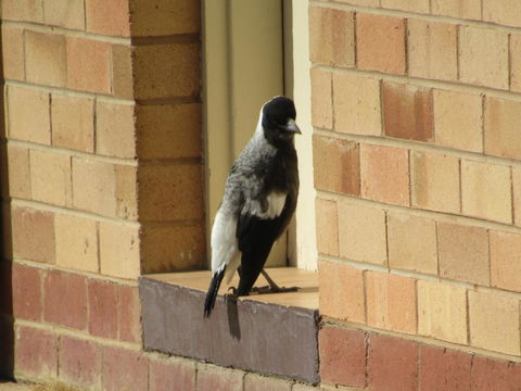 Allonville Gardens Motel - Australian Directory 34