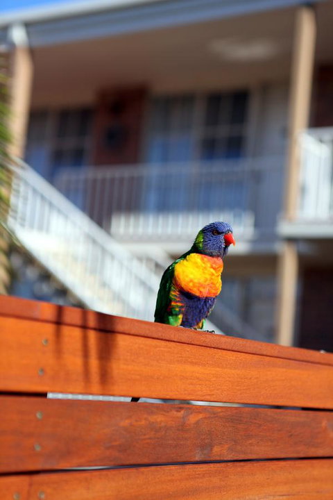 Summerhill Motor Inn - Australian Directory 30