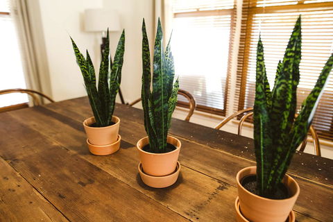 Morpeth Cottage - Australian Directory 25