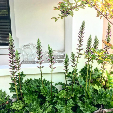 99 Hill Street Apartments - Australian Directory 20