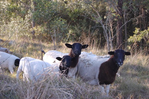 Cadair Cottages - Australian Directory 15