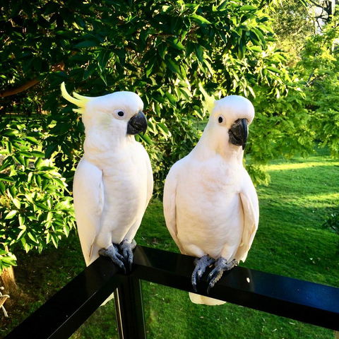 The Retreat At Palm Beach - Australian Directory 17