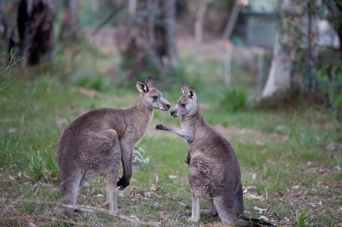 Bush & Bay Cottage - Australian Directory 31