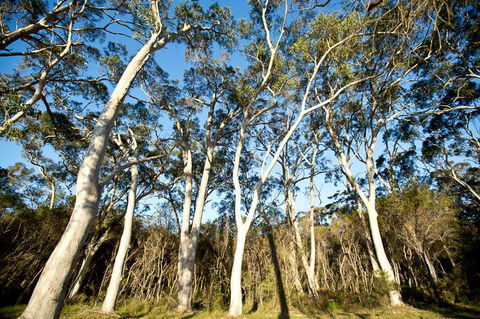 Bush & Bay Cottage - Australian Directory 28