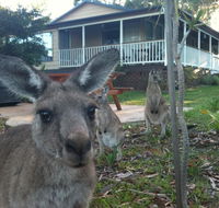 Bush  Bay Cottage - Australian Directory