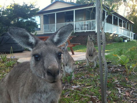 Bush & Bay Cottage - Australian Directory 0