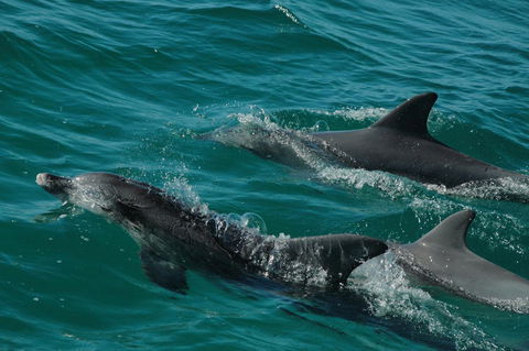 Jervis Bay Vista - Australian Directory 18