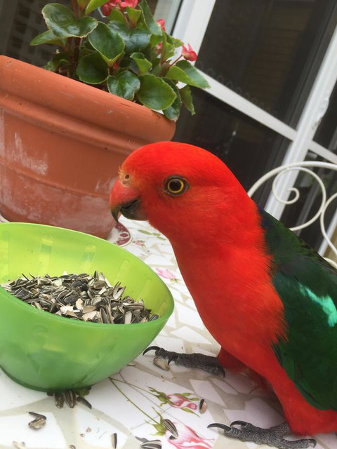 Bundanoon Lodge - Australian Directory 5