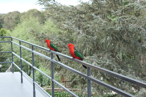 Bundanoon Lodge - Australian Directory 7