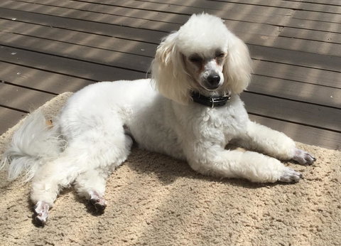 Bundanoon Lodge - Australian Directory 14