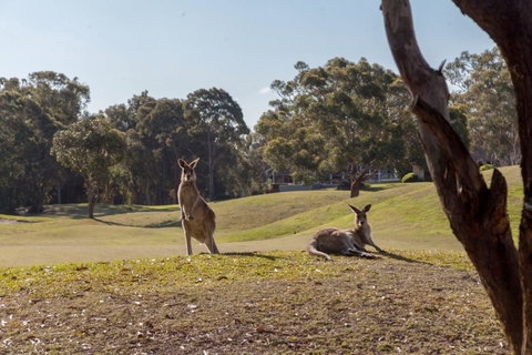 Horizons Retreat & Golf, Villa 133 - Australian Directory 18