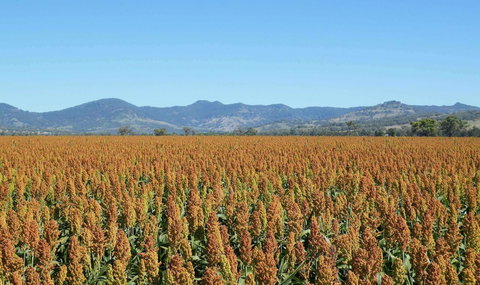 The Old Saddlery - Australian Directory 16