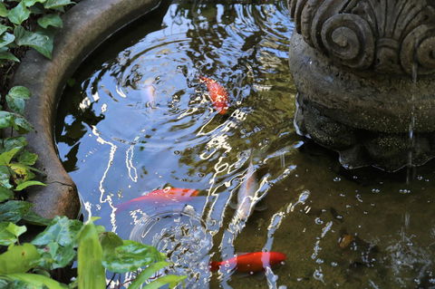 Manor Boutique Hotel Sydney - Australian Directory 25