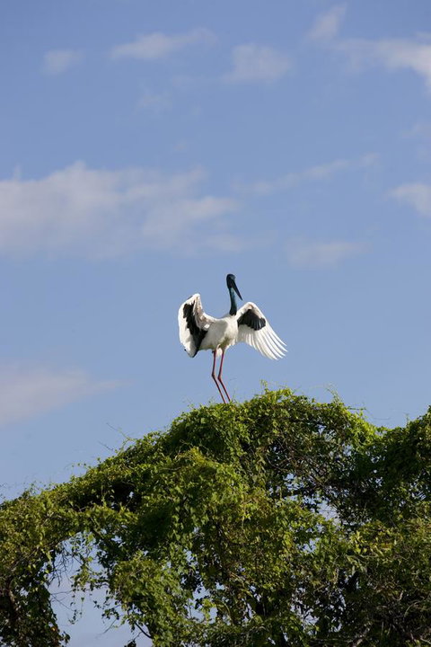 Mercure Kakadu Crocodile - Australian Directory 34