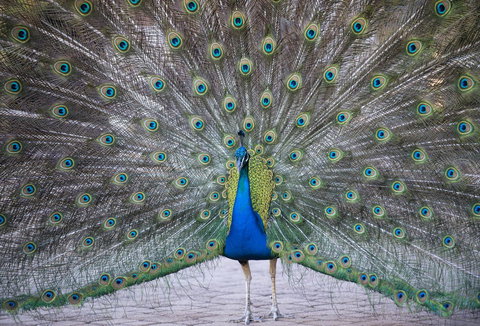 DoubleTree By Hilton Alice Springs - Australian Directory 20