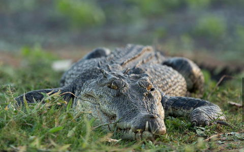 Wildman Wilderness Lodge - Australian Directory 24