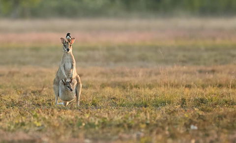 Wildman Wilderness Lodge - Australian Directory 25