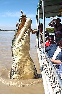 Kakadu @ The Kube (Darwin City) - Australian Directory 3