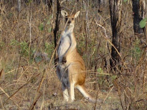 Mount Bundy Station - Australian Directory 41