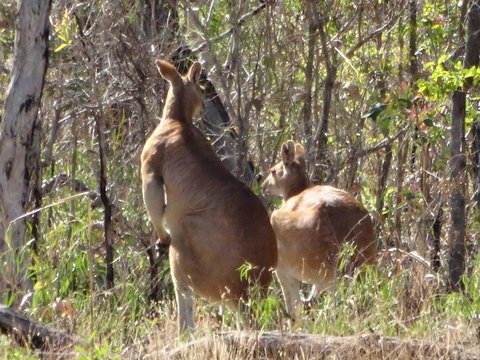 Mount Bundy Station - Australian Directory 40