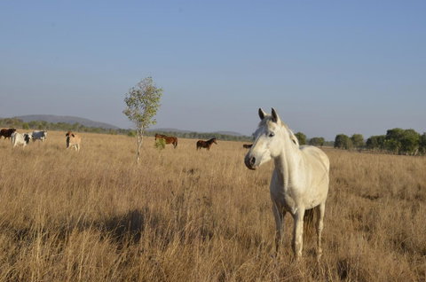 Mount Bundy Station - Australian Directory 43