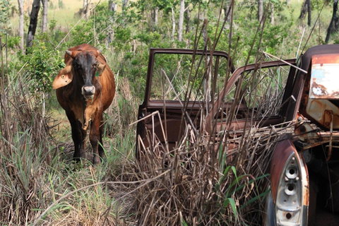 Mount Bundy Station - Australian Directory 42