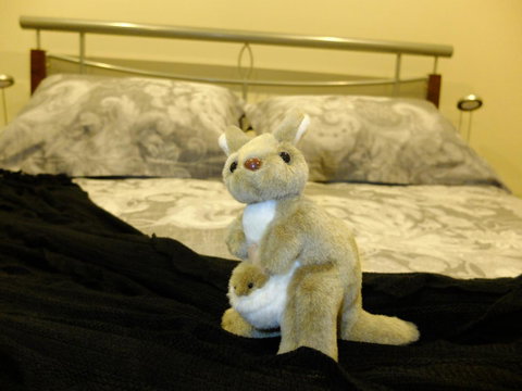 Rock Wallaby - Australian Directory 17