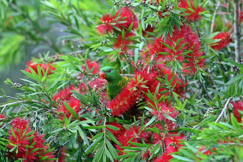 Bottlebrush B & B - Australian Directory 0