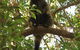Bushland Cottages And Lodge - thumb 3