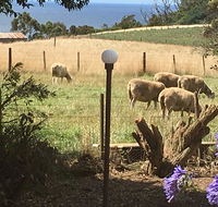 Cape View B and B - Australian Directory