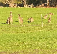 Carbunup Cottage - Australian Directory