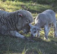 Clandulla Cottages  Farmstay - Australian Directory