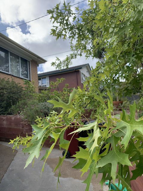 Comfortable Homestay - Australian Directory 1