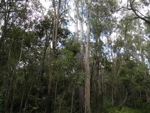 Coucals Cottage - Australian Directory 3