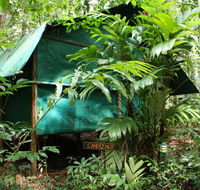 Daintree Crocodylus - Australian Directory
