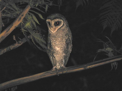 Daintree Holiday Homes - The Folly - Australian Directory 2
