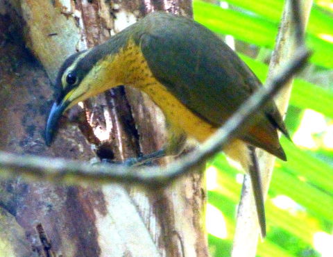 Daintree Holiday Homes - The Folly - Australian Directory 1