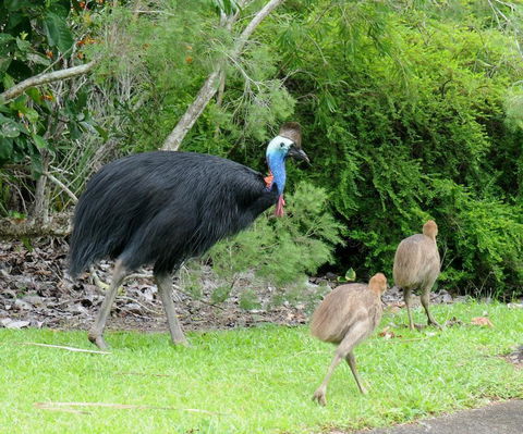 Daintree Rainforest Bungalows - Australian Directory 3