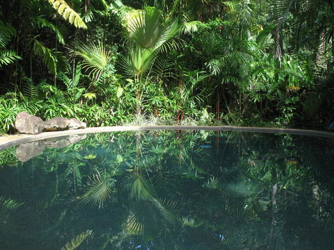 Daintree Rainforest Retreat Motel - Australian Directory 0