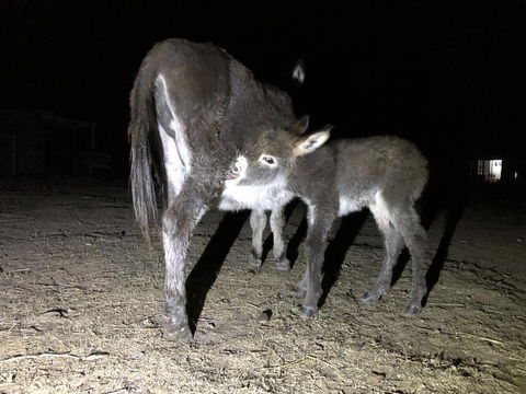 Donkey Tales Farm Cottages - Australian Directory 0