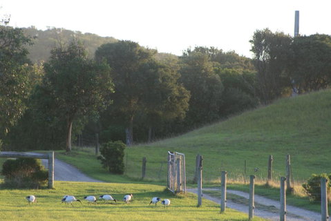 Driftwood Villas - Australian Directory 1