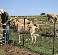 Gilgraves Vineyard Farmstay - Australian Directory