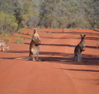 Gundabooka National Park Cottages - Australian Directory