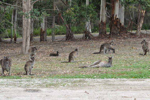 Karri Valley Chalets - Australian Directory 1