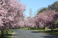 Book Kelso Accommodation Vacations Australian Directory Australian Directory