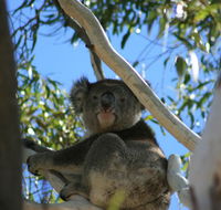 Levi Park Caravan Park - Australian Directory