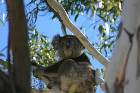 Levi Park Caravan Park - Australian Directory 0